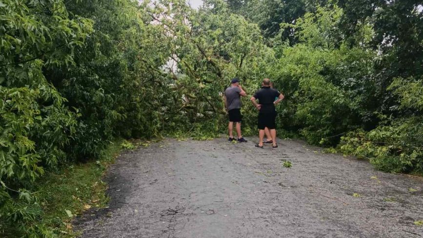 Негода на Козятинщині ледь не наробила лиха: під Журбинцями на дорогу впало дерево