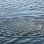 Трагедія на воді: у йосипівському ставку втопився 12-річний хлопчик