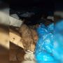 У Глухівцях на сміттєзвалищі знайшли чотирьох собаченят. Хвостикам шукають дім