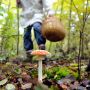 З початку року на Вінниччині зафіксували 11 отруєнь грибами