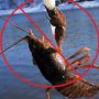 У Вінницькій області з грудня заборонять ловити раків