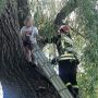 Була на висоті вісім метрів: 12-річну дівчинку рятувальники зняли з дерева