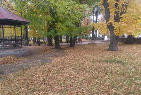 Садівники радять опале листя мульчувати. Екологи — залишити його в спокої