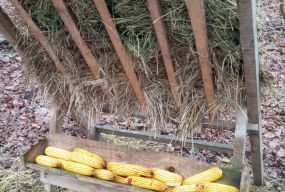 Один лис рветься з собакою, другий — третю качку догризає, а їх відстріл під питанням