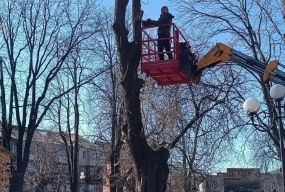 «Якщо хочеш, щоб дерево загинуло — кронуй його методом топінгу»