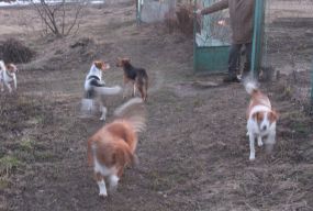 З проблемою не стерилізованих бездомних собак треба звертатися з заявою до ЖКГ