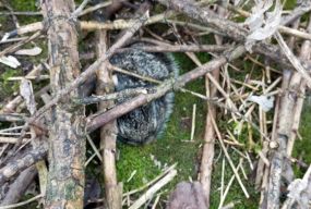 Не паліть траву, вже з’явилися зайченята