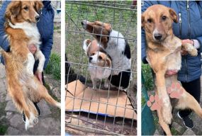 Їх знайшли колись біля переїзду на Білій Казармі, а тепер терміново шукають нових опікунів