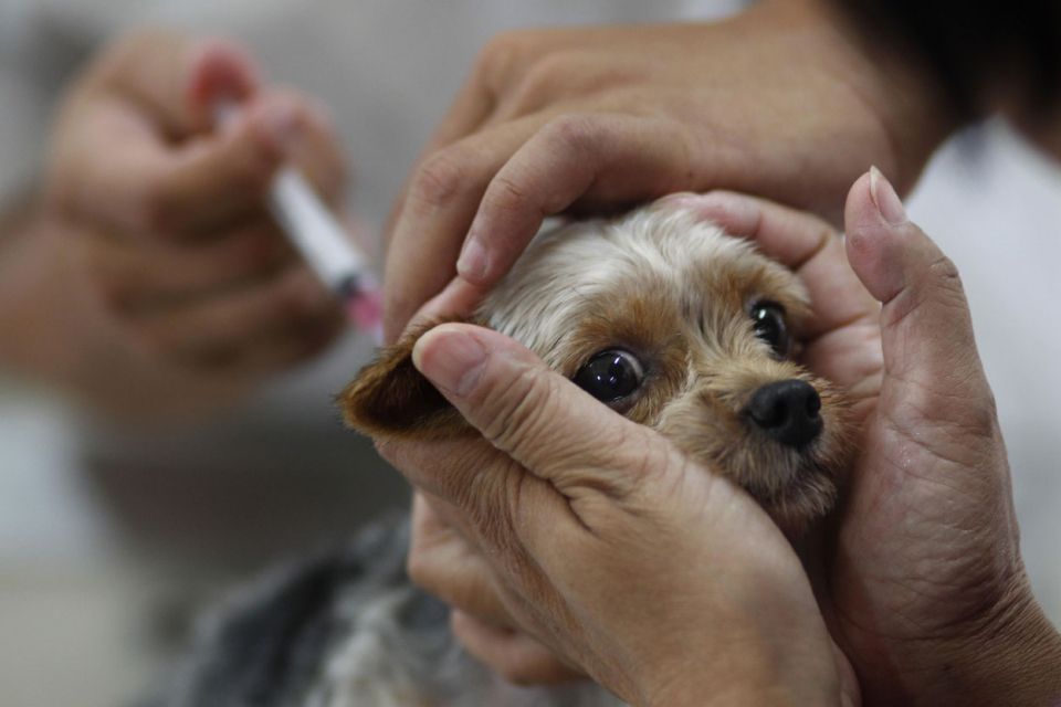 У Козятині безкоштовно вакцинуватимуть домашніх улюбленців. Коли і де?