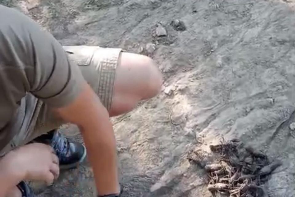 У Прушинці, що на Козятинщині, рибалка наловив раків на 93 тисячі гривень