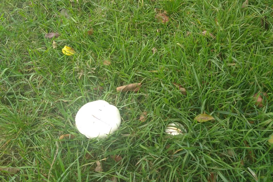 Рядовки можна чекати за тиждень, опеньки — за два тижні