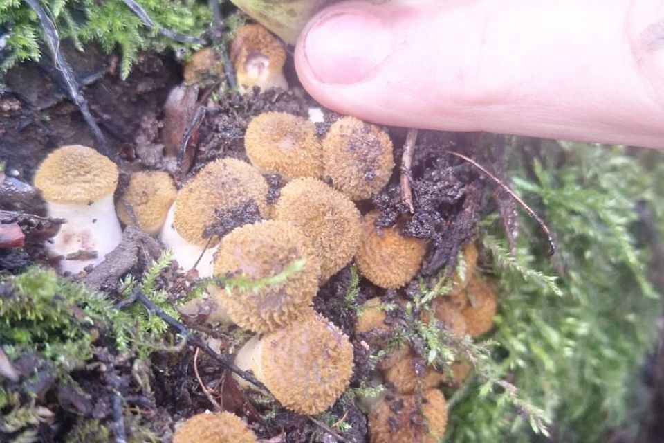 В лісі, зустріли вовків, фазанів, попеклися в кропиві тільки радості було більше.