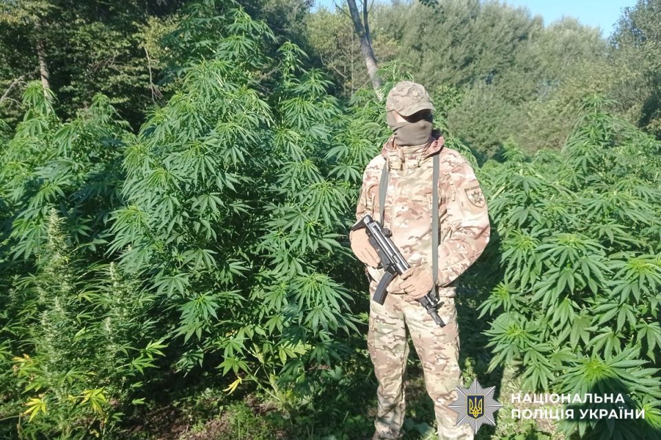 Масштабну наркоплантацію виявили у полі на Вінниччині, коли ділки збирали «врожай»