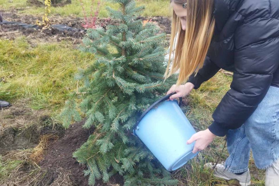 У сквері «Надія», що у селі Зозулинці, висадили блакитну ялинку