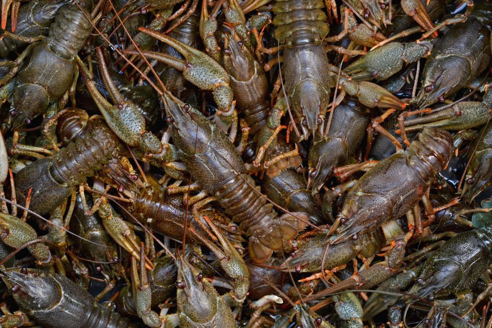 З 1 грудня на Вінниччині діятиме заборона на вилов річкових раків