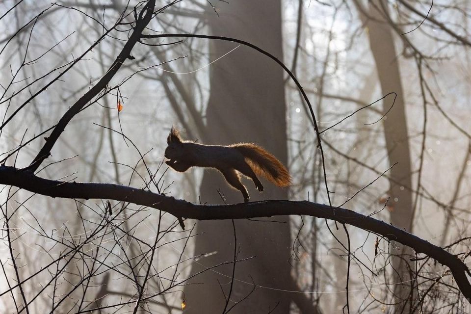 Невеликі дощі, мряка, завислий туман: який буде перший тиждень зими