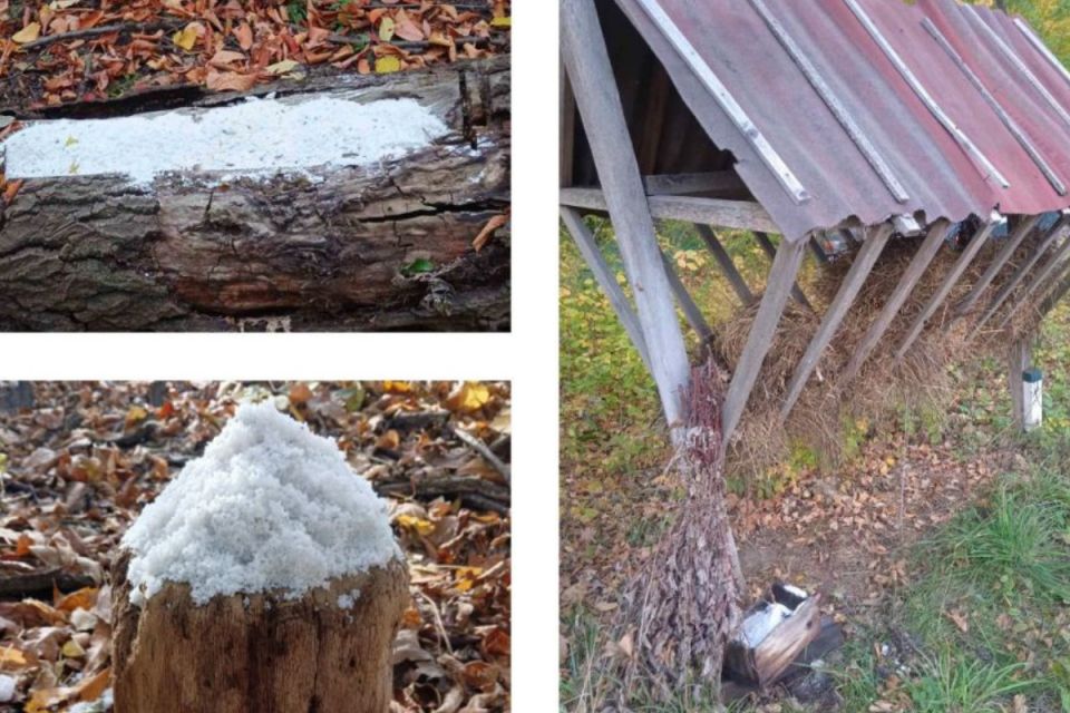 Щоб не йшли до людей. На Вінниччині в лісах поповнили запаси корму для оленів та кабанів