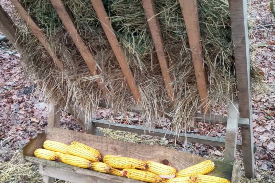 Один лис рветься з собакою, другий — третю качку догризає, а їх відстріл під питанням