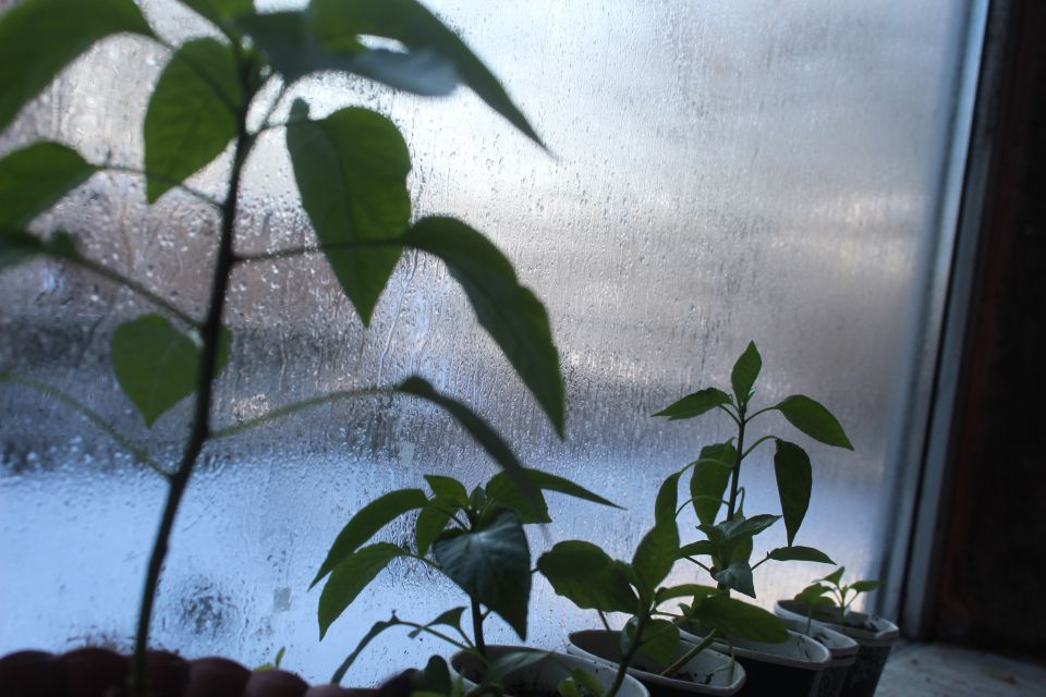 На дворі місцями до -27, а болгарський перчик вже проситься в землю