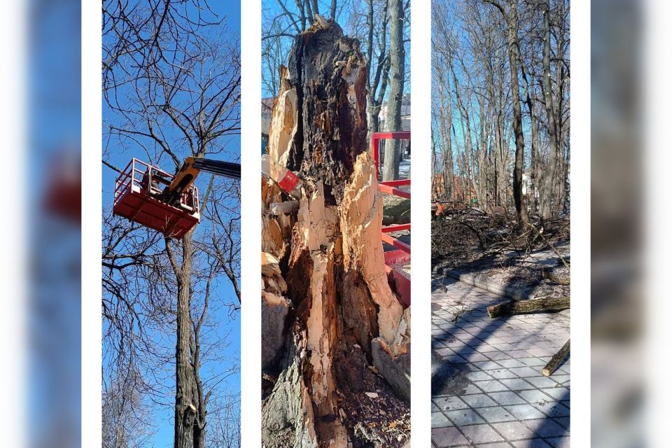 У Козятинському парку кронують молоді та видаляють аварійні дерева
