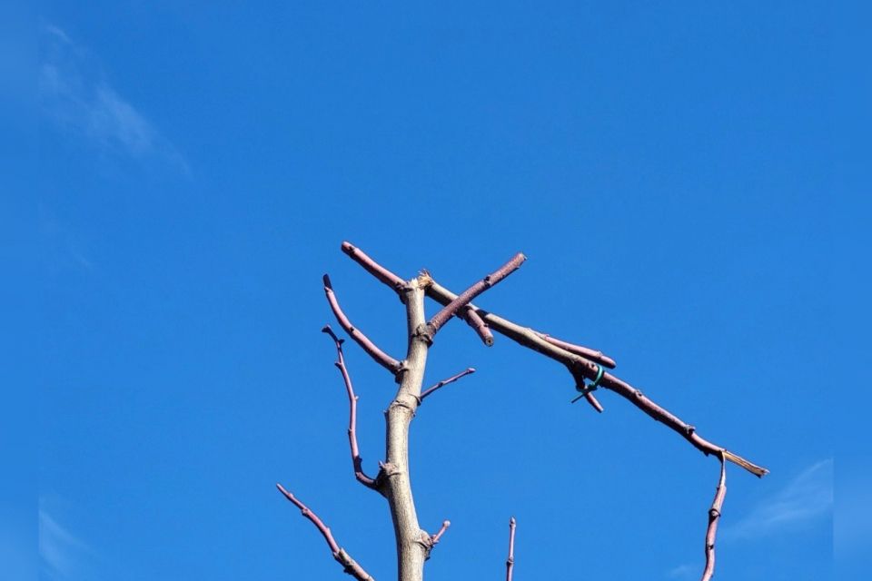 «Навмисно зламали верхівки молодих дерев»