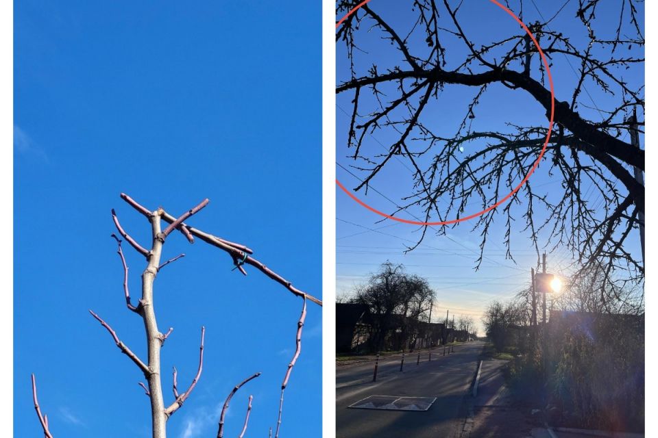 У Козятині дві проблеми з деревами: одні розрослися, інші — знищують вандали