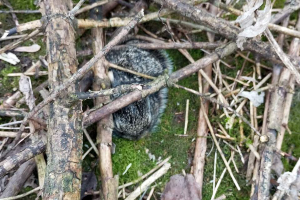Не паліть траву, вже з’явилися зайченята