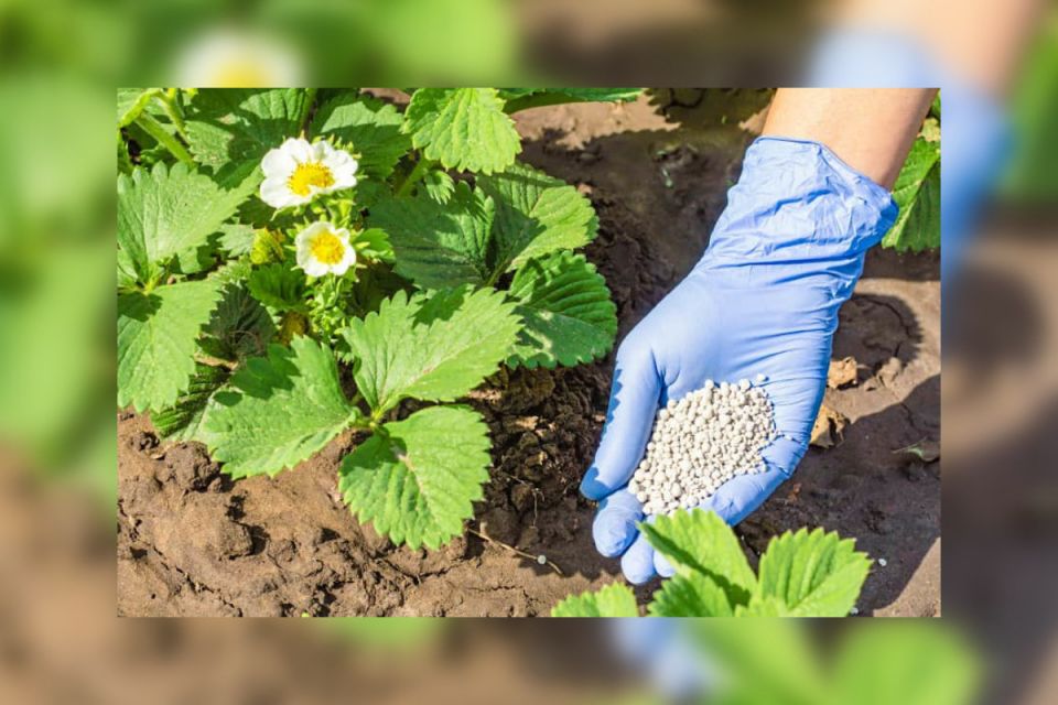 Що робити у квітні на городі та в саду: склали чек-лист робіт