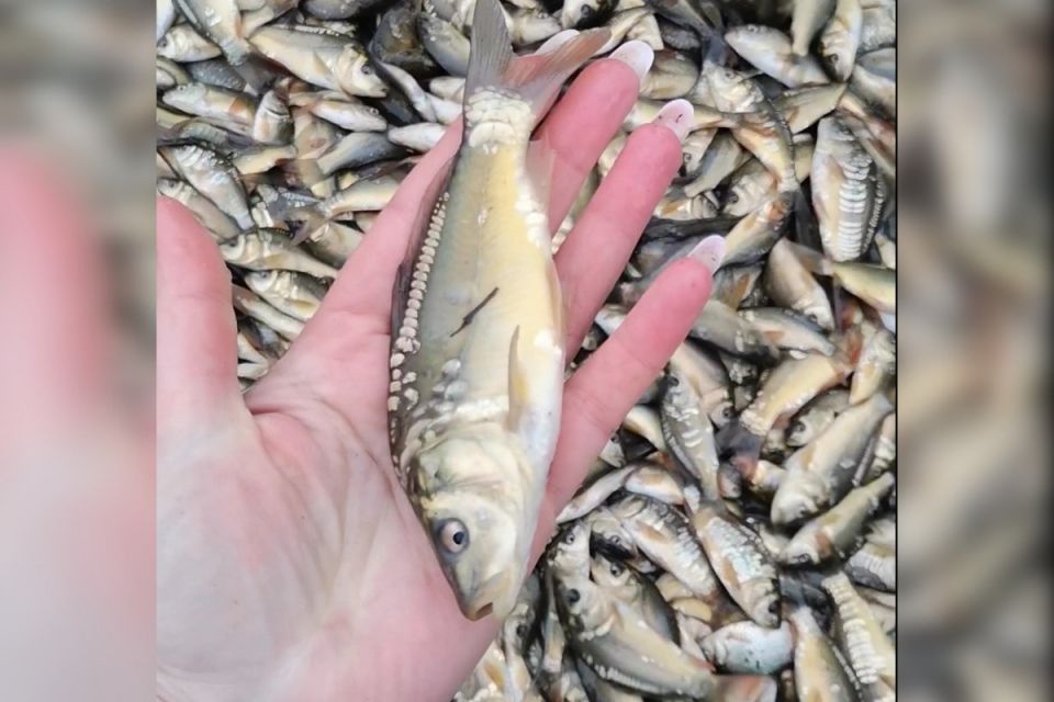 У селі Пиковець прибрали водойму та прилеглу територію і закупили 300 кг коропа