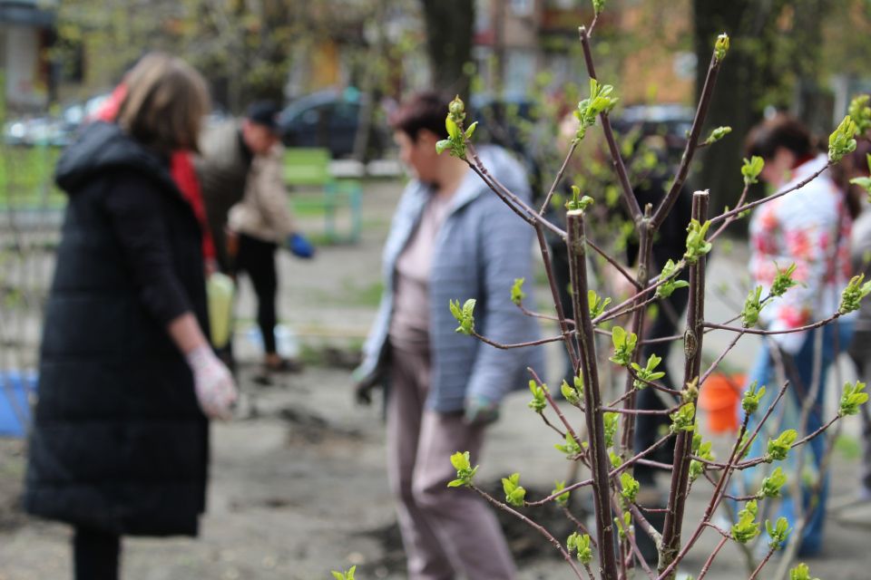 У сквері Козятина висадили декоративні та низькорослі дерева
