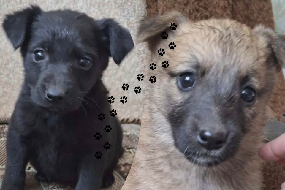 У Сестринівський ліс вивезли восьмеро цуценят