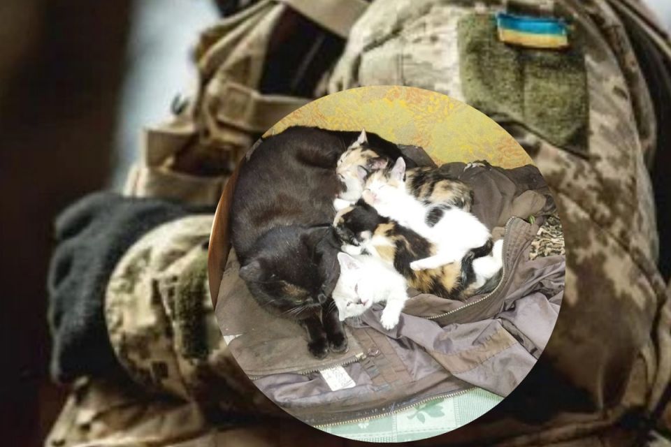 Возить боєприпаси та… котиків. Зворушлива історія про нашого воїна на фронті