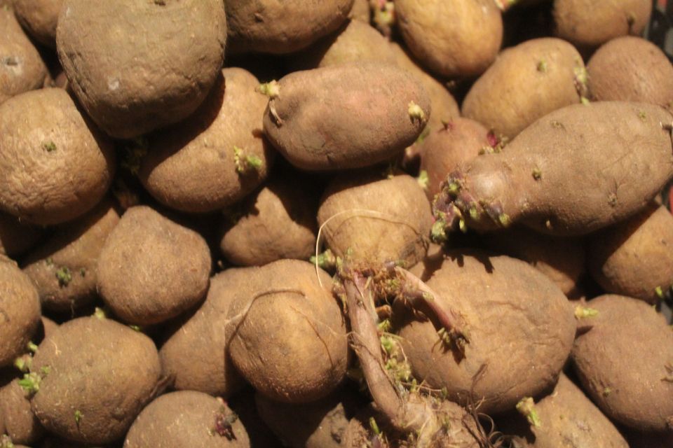 Пора в землю. Коли і як правильно садити картоплю? Поради досвідчених городників