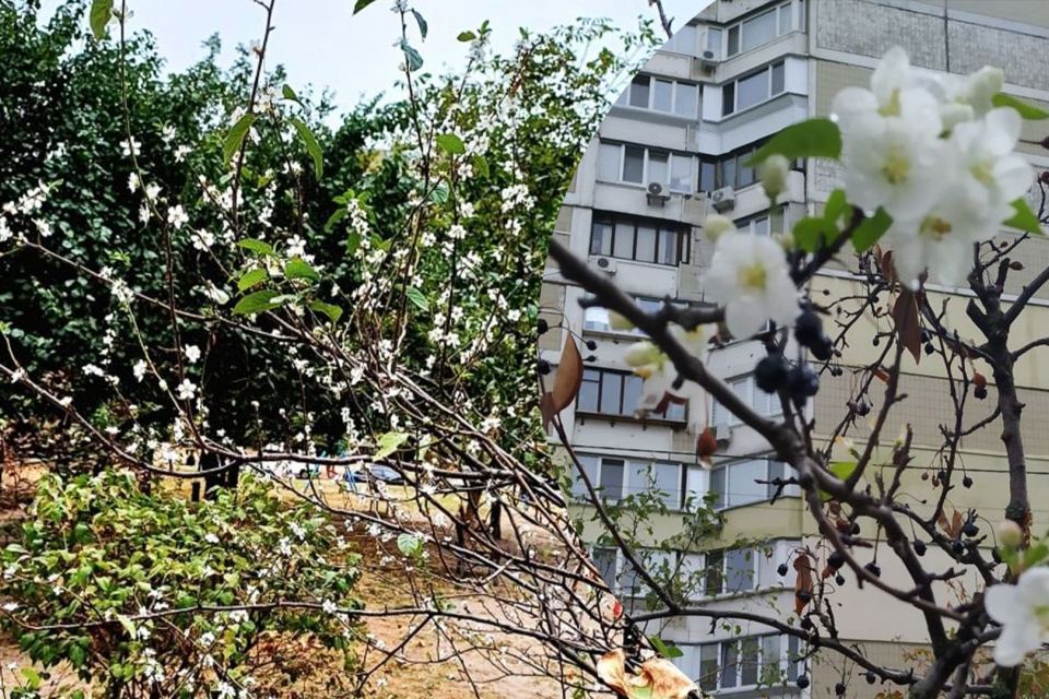 Вночі ще будуть заморозки. Вдень теж прохолодно. Розповідаємо про погоду на тиждень