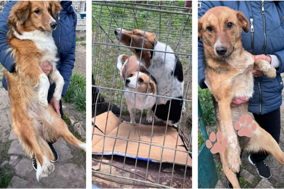 Їх знайшли колись біля переїзду на Білій Казармі, а тепер терміново шукають нових опікунів