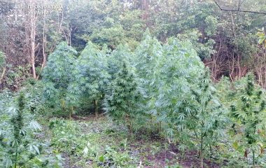 Передали до суду справу конопляних «магнатів»