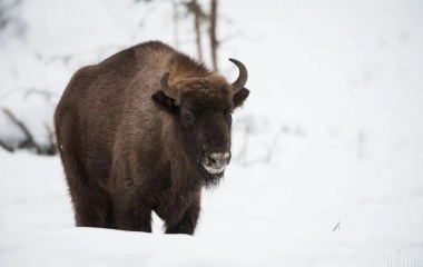 На Вінниччині помітили велике стадо зубрів