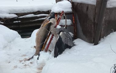 Агресивна чапля мітила у око, кусала пальці і, врешті, втекла від свого рятівника