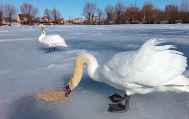 Спробував сісти, як сідає на воду та подер лапи об жорсткий лід