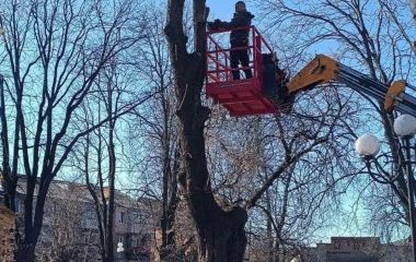 «Якщо хочеш, щоб дерево загинуло — кронуй його методом топінгу»