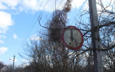 Приїхали знімати гніздо лелек, а мали зробити зовсім іншу роботу