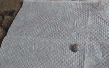 Сезонна загроза і перші жертви паразитів кровососів — кліщів