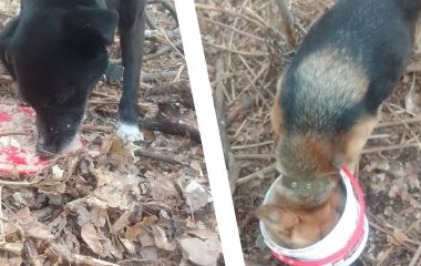 «Хтозна, скільки вони були прив'язані, незрозуміло, чому їх прив’язали»