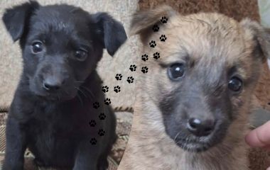 У Сестринівський ліс вивезли восьмеро цуценят