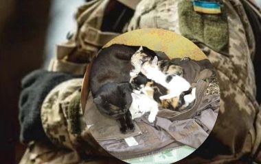 Возить боєприпаси та… котиків. Зворушлива історія про нашого воїна на фронті