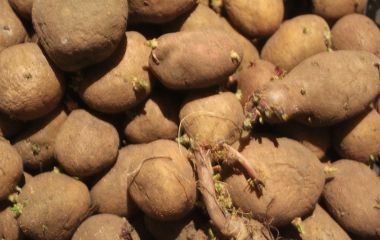 Пора в землю. Коли і як правильно садити картоплю? Поради досвідчених городників