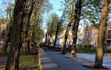 У Козятині стихія повалила електроопору та два каштани. Постраждав хлопець