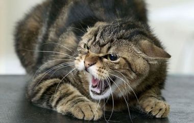 Не можна торкатися руками і розламувати принади з вакциною: у нашому районі поширюватимуть вакцину від сказу