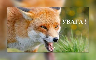 У Бродецькому лис розгулює по дорозі, якою  діти йдуть до школи. Мешканці б'ють на сполох