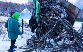 Зрізані 42 дерева у Козятині завезли малозабезпеченій родині з Кордишівки